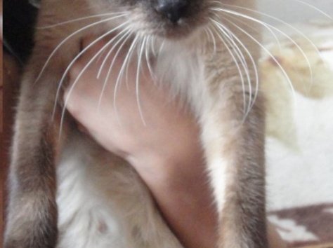 Очаровательная голубоглазка!, фотография 2