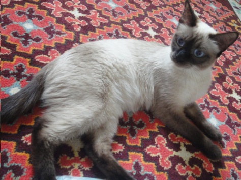 Очаровательная голубоглазка!, фотография 3