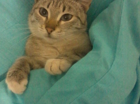 Отдам кота в хорошие руки, фотография 1