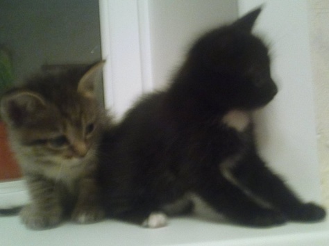 Отдам котят в хорошие руки!!!, фотография 1