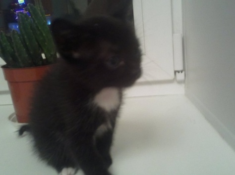 Отдам котят в хорошие руки!!!, фотография 2