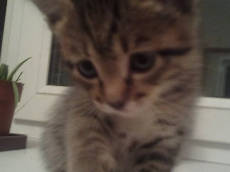 Отдам котят в хорошие руки!!!, фотография 3