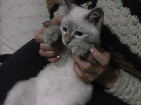 Отдам котенка, фотография 2