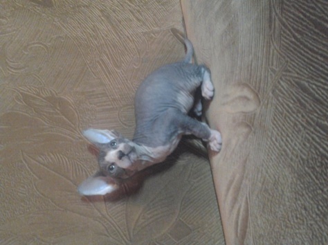 котята сфинксята, фотография 3