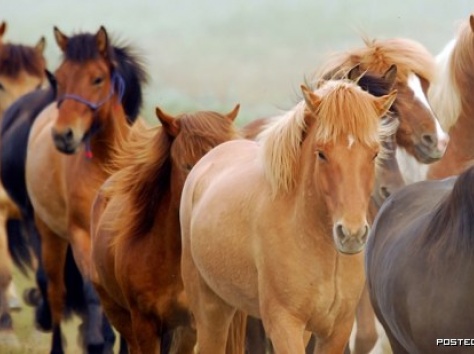 Продаю табун лошадей (кобылу, фотография 1