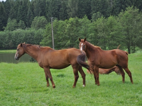 роскошное имение в Чехии, фотография 1