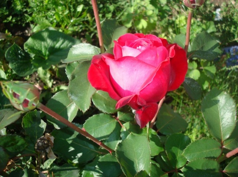 Продам особняк!!!, фотография 7