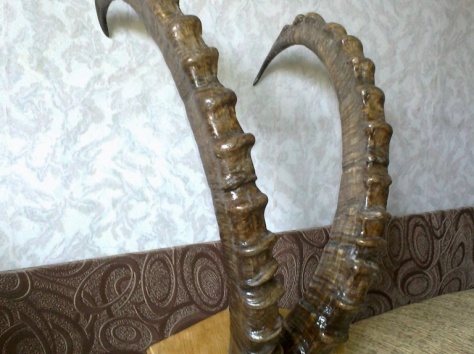 рога архара старые, фотография 7