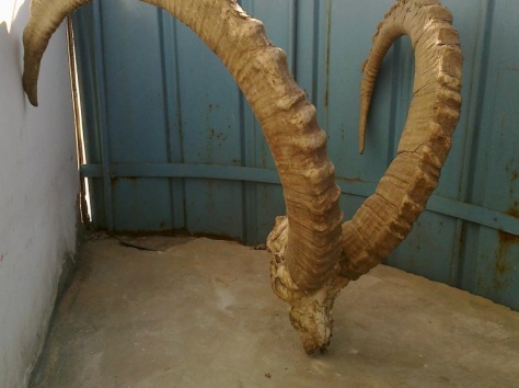 рога архара старые, фотография 10