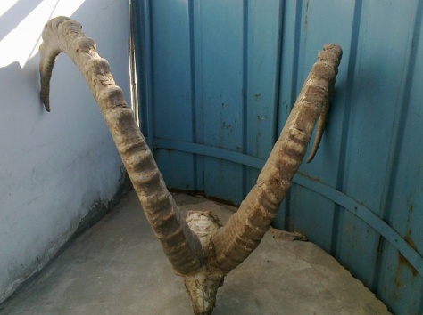 рога архара старые, фотография 11