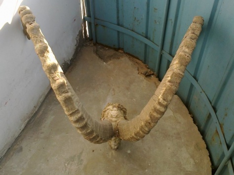 рога архара старые, фотография 12