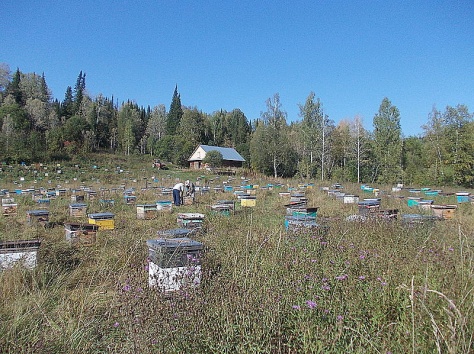 мед, фотография 2