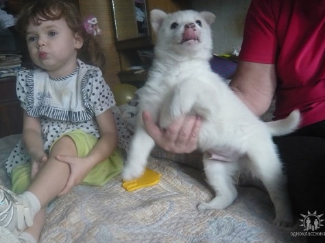 Щенок западносибирской лайки, фотография 4