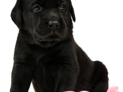 Лабрадор ретривер, фотография 1