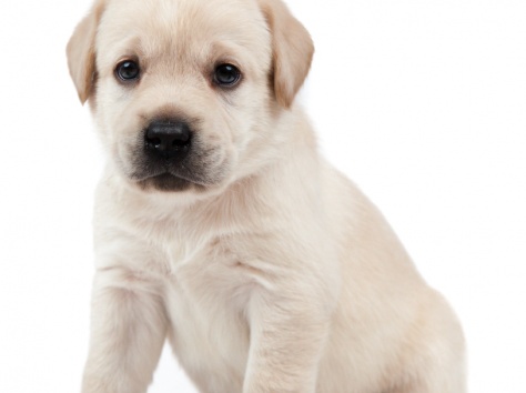 Лабрадор ретривер, фотография 2