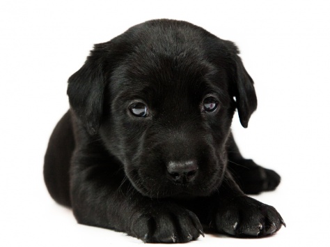 Лабрадор ретривер, фотография 3