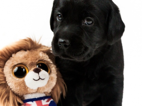 Лабрадор ретривер, фотография 4