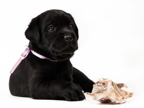 Лабрадор ретривер, фотография 6