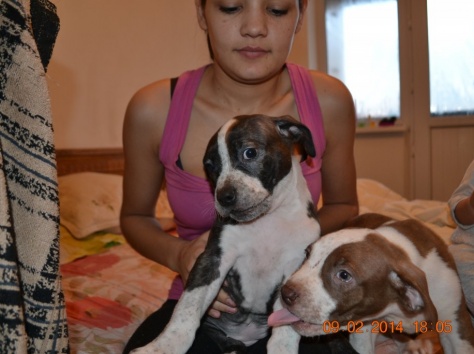 продам щенков питбуля , фотография 1