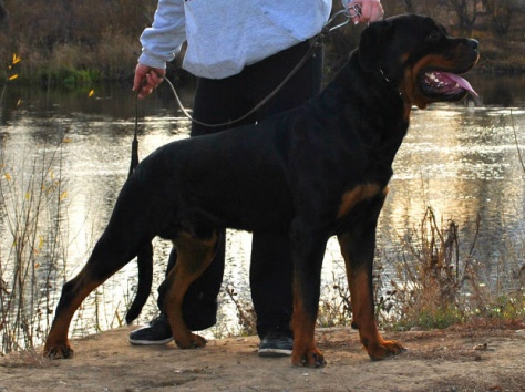 Щенки ротвейлера от Титулованной пары, фотография 11