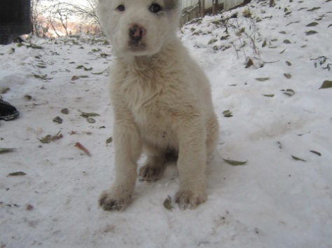 Щенок алабая с документами., фотография 5