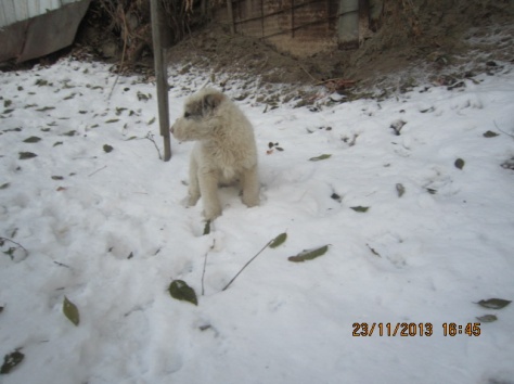 Щенок алабая с документами., фотография 6