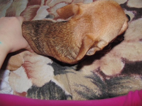 Срочно продам породистого щенка, фотография 2