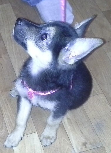 Отдам очень милого щеночка в хорошие руки., фотография 10