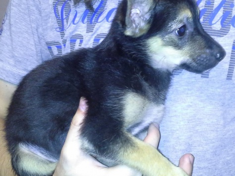 Отдам очень милого щеночка в хорошие руки., фотография 12