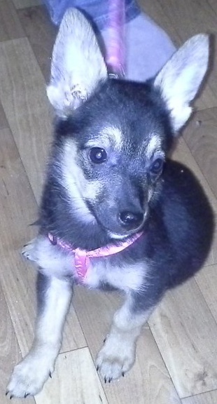 Отдам очень милого щеночка в хорошие руки., фотография 13