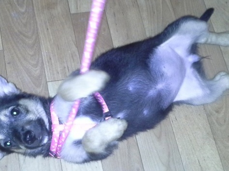 Отдам очень милого щеночка в хорошие руки., фотография 14