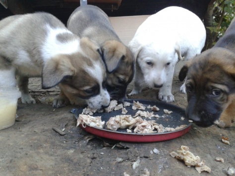 отдам щенка, фотография 4