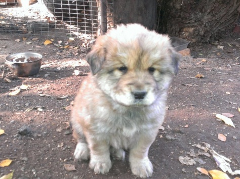 щенки чау чау, фотография 3