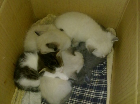 Котята ищут любви, фотография 4