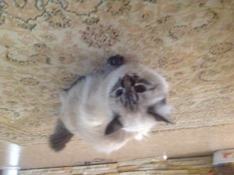 Кошка ищет друга, фотография 4