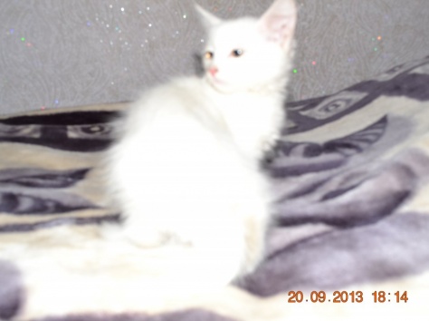 Продам котенка, фотография 1