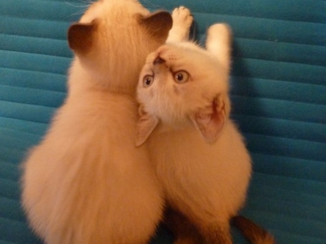 британские котята, фотография 4