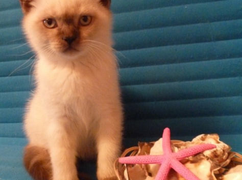 британские котята, фотография 6