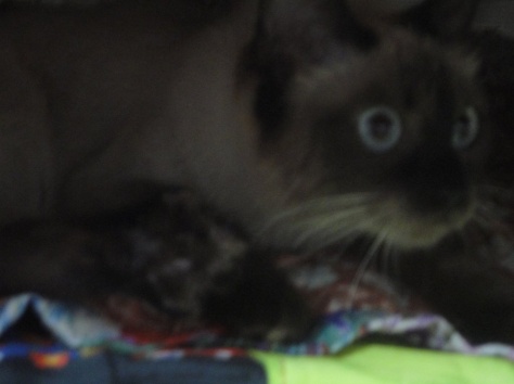 Очаровательная голубоглазка!, фотография 9