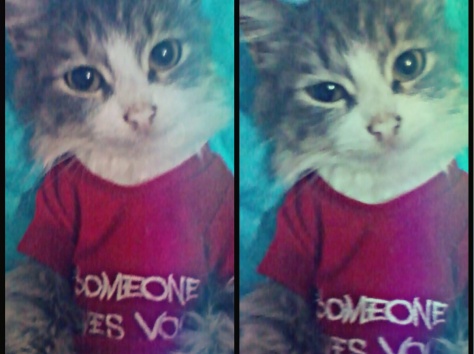 Нюша ищет новый дом), фотография 2