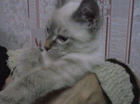 Отдам котенка, фотография 6