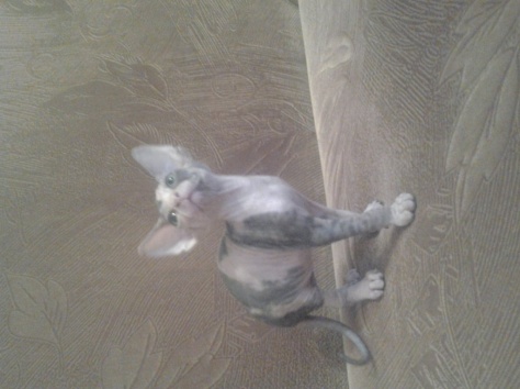 котята сфинксята, фотография 5