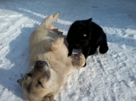 возьму кота в частный дом небольшого некастрированого, фотография 2