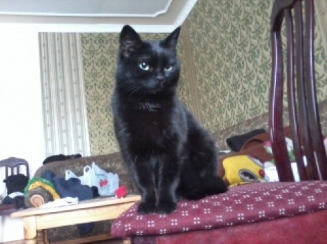 возьму кота кошку или котенка манчкина, фотография 2