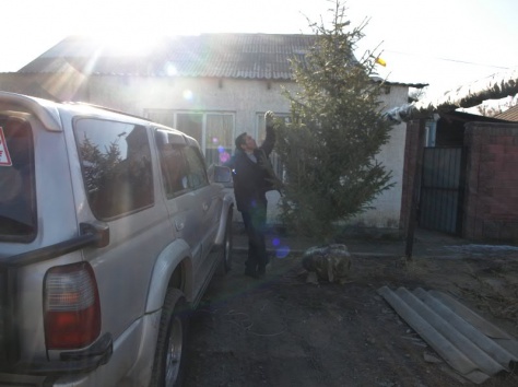 Ели Тянь-шанские, фотография 1