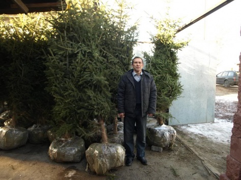 Ели Тянь-шанские, фотография 3