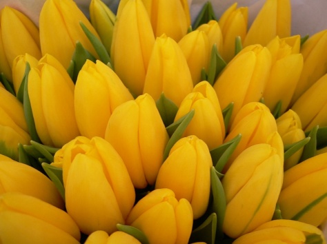 Шикарные тюльпаны к 8 марта!!!!, фотография 1