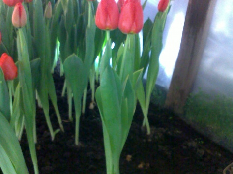 Шикарные тюльпаны к 8 марта!!!!, фотография 2