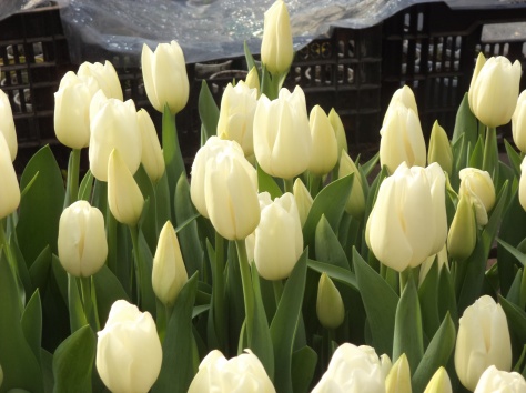 Тюльпаны по 160 тенге, фотография 1