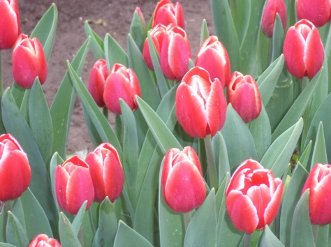 Тюльпаны по 160 тенге, фотография 2